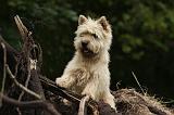 CAIRN TERRIER 383